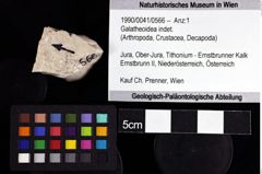 Foto (Objket + Etiketten) von Galatheoidea indet. 